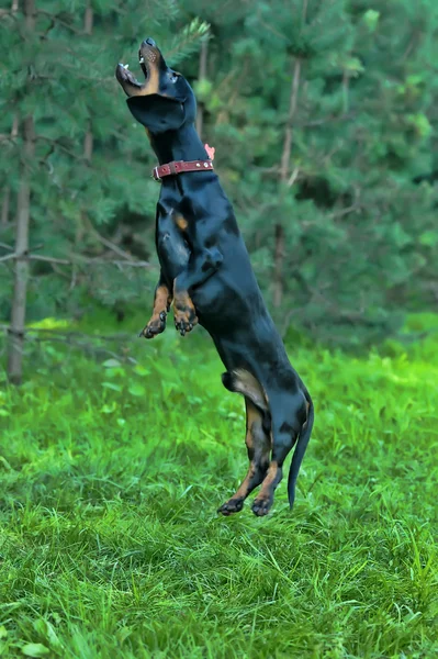 Dachshund dog   jumping — Stock fotografie